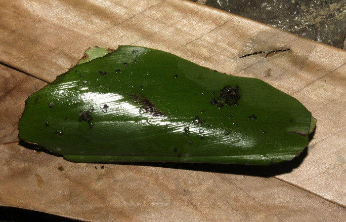 Fig. 10  Pupa de <i>Cynea megalops</i> vista lateral,  mostrando forma de capullo o funda. Voucher: 15-SRNP-32440-DHJ729145.jpg