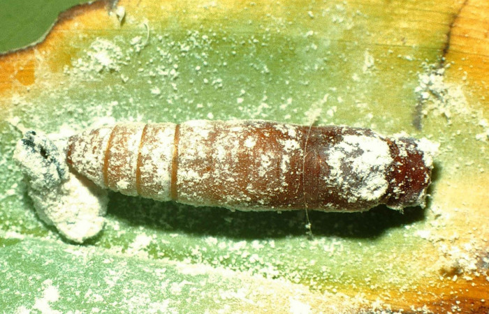 Fig. 13  Pupa de <i>Cynea megalops</i> vista dorso frontal, mostrando forma de capullo. Voucher: 00-SRNP-11393-DHJ54295.jpg