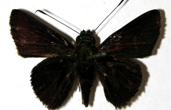 Fig.17 Adulto de <i>Cynea megalops</i> mostrando la .parte dorsal , Hembra, Voucher. 05-SRNP-5831-DHJ327560.jpg