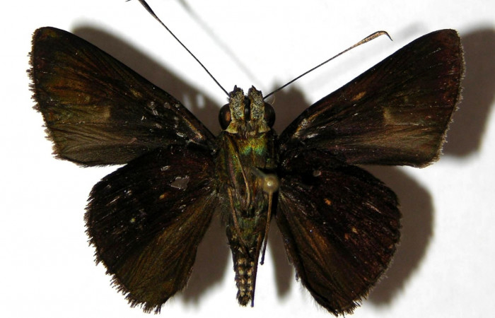 Fig.18 Adulto de <i>Cynea megalops</i> mostrando la parte ventral, Hembra.  Voucher 05-SRNP-5831-DHJ327561.jpg