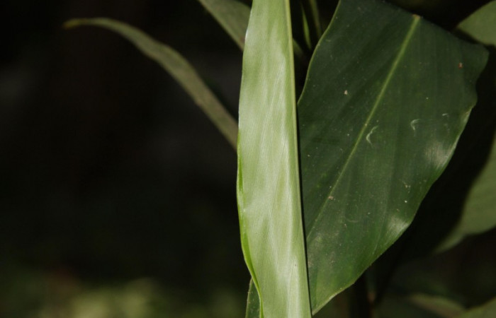 Fig.6  Larva Cynea megalops casita penúltimo estadío vista lateral, Voucher: 16-SRNP-30129-DHJ729175.pg