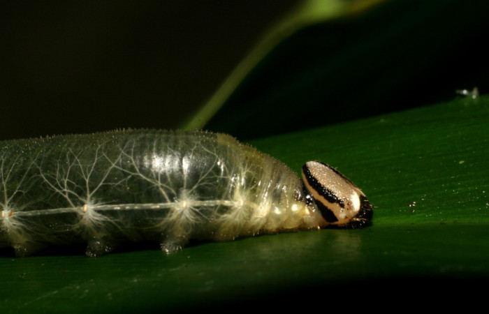 Fig.9  Larva de <i>Cynea megalops</i> último estadío vista lateral, mostrando la cabeza en forma lateral.  Voucher: 06-SRNP-5596-DHJ411147.jpg
