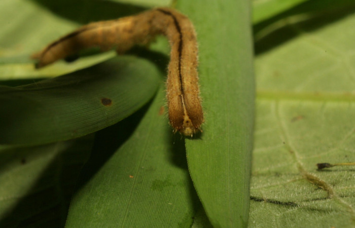 Fig .6  Larva <i>Antiblemma</i>  Janzen34  en último estadio mostrando parte frontal. Voucher: 11-SRNP-33551-DHJ484961.jpg