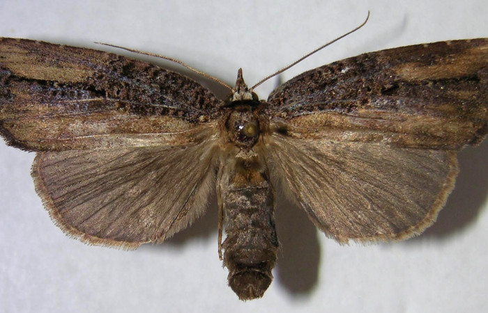 Figura 1. Adulto de <i>Tagela cayuga</i> (Notodontidae), vista dorsal, localidad Quebrada Otilio, Sector Cacao ACG (550m). Voucher: 06-SRNP-48033-DHJ366288.jpg.