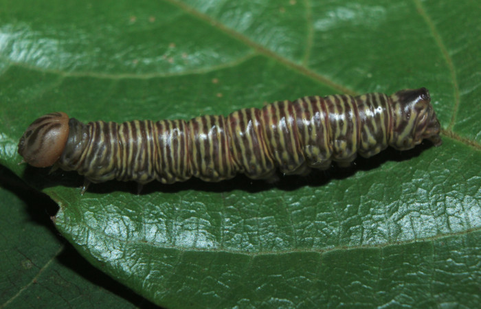 Figura 5. Larva <i>Tagela cayuga</i> (Notodontidae), en estado de prepupa vista dorsal, localidad Medrano, Estación Biológica Quica Sector Pitilla ACG (380m). Voucher: 14-SRNP-71536-DHJ723830.jpg.