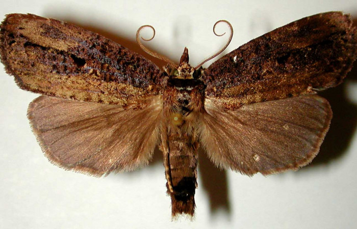 Figura 9. Adulto de <i>Tagela cayuga</i> (Notodontidae), macho vista dorsal, localidad Estación Gongora, Sector Cacao ACG (570m). Voucher: 96-SRNP-10138-DHJ32512.jpg.