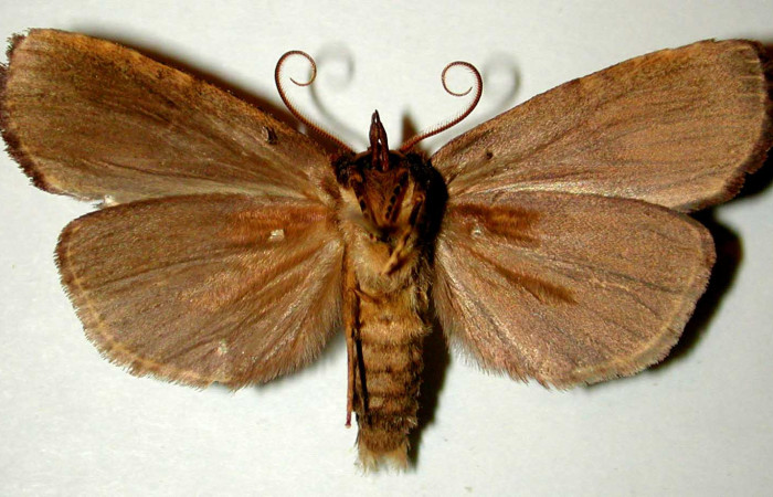 Figura 10. Adulto de <i>Tagela cayuga</i> (Notodontidae), macho vista ventral, localidad Estación Gongora, Sector Cacao ACG (570m). Voucher: 96-SRNP-10138-DHJ32513.jpg.