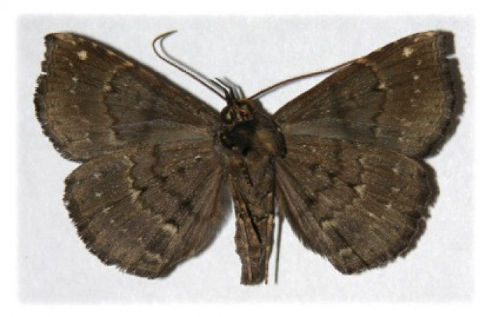 Figura 10. Adulto de <i>Phaeoblemma dares</i> (Erebidae), macho vista ventral, localidad Puente Palma, Sector San Cristóbal ACG (460m). Voucher: 04-SRNP-60273-DHJ314743.jpg.