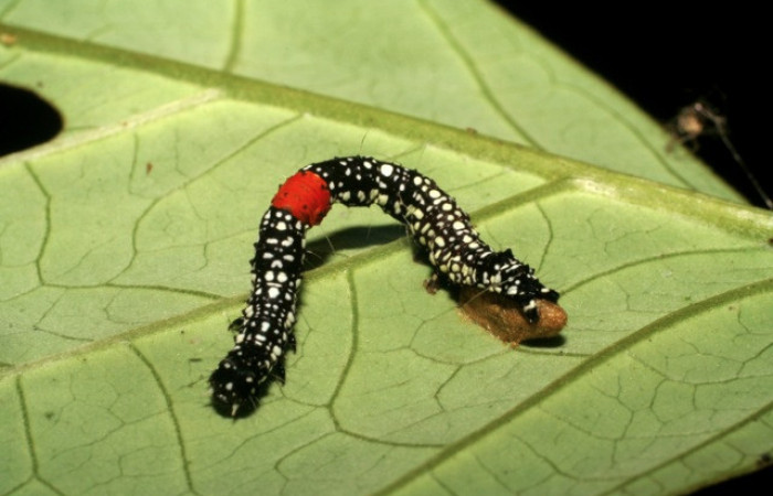 Figura 11. Larva <i>Phaeoblemma dares</i> (Erebidae), vista capullo de parásito <i>Snellenius</i> Whitfield03 (Braconidae), localidad Puente Palma Sector San Cristóbal ACG (460m). Voucher: 06-SRNP-5624-DHJ411162.jpg.