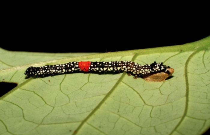 Figura 12. Larva <i>Phaeoblemma dares</i> (Erebidae), vista capullo de parásito <i>Snellenius</i> Whitfield03 (Braconidae), localidad Puente Palma Sector San Cristóbal ACG (460m). Voucher: 06-SRNP-5624-DHJ411176.jpg.