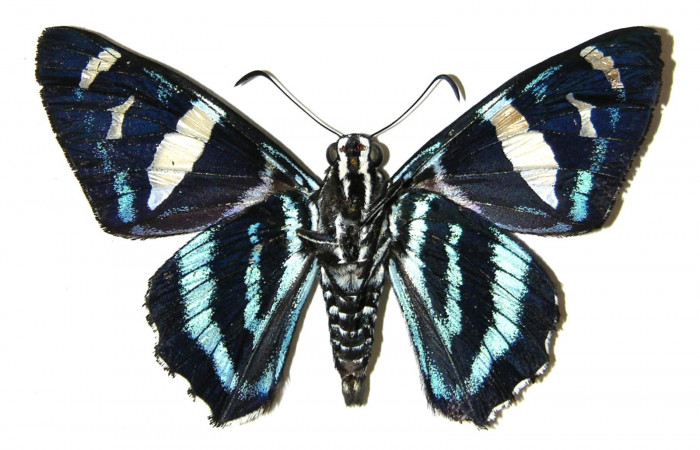 Fig.13 Adulto de <i>Jemadia suekentonmiller</i>  mostrando la parte dorsal , hembra, Voucher: Fig.12 04-SRNP-32358-DHJ306201.jpg