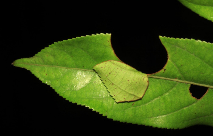 Fig.2  Casita de <i>Jemadia suekentonmiller</i>  tercer estadio en <i>Casearia arborea</i>  Voucher: 15-SRNP-31216-DHJ728169.jpg