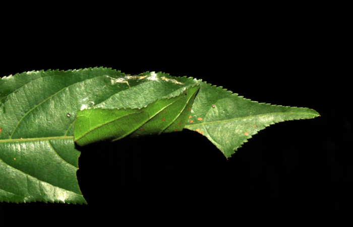 Fig.3 Larva de <i>Jemadia suekentonmiller</i>   tercer estadío 23mm de longitud  ,mostrando forma de casita Voucher: 15-SRNP-31206-DHJ728165.jpg