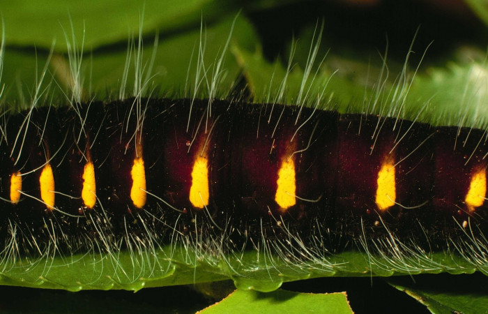 Fig.5  Larva de <i>Jemadia suekentonmiller</i>  ultimo  estadío vista lateral, mostrando patrón de rayas  Voucher: 01-SRNP-9029-DHJ58462.jpg