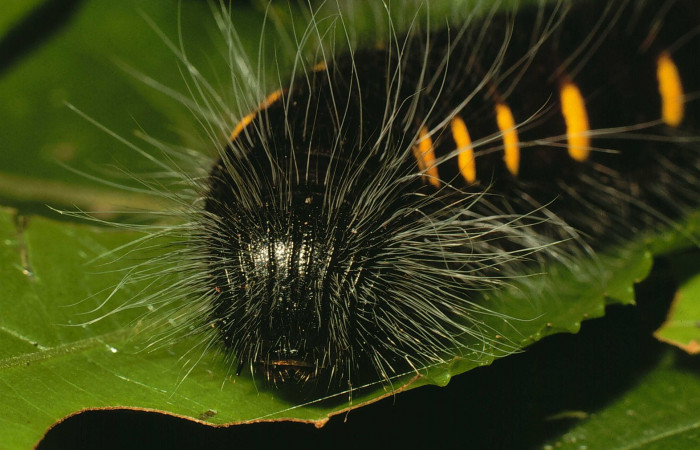 Fig.6 Larva <i>Jemadia suekentonmiller</i>  ultimo estadío vista frontal, mostrando estrias.   Voucher: 01-SRNP-9029-DHJ62499.jpg