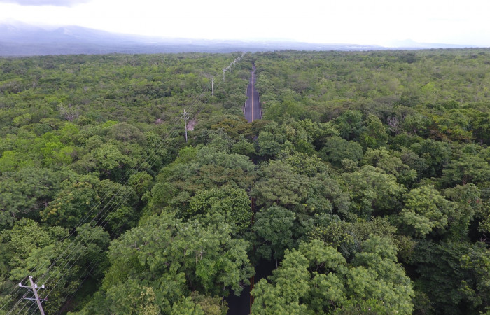 Túnel Verde y Vivo de la Biodiversidad, Carretera de Interamericana Norte, La Cruz Guanacaste