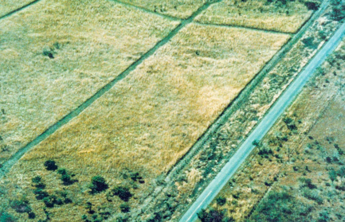 Potrero La Pitaya, carretera Interamericana Norte, Sector Santa Rosa (Parque Nacional Santa Rosa) 1988, Fotografía: Daniel Janzen