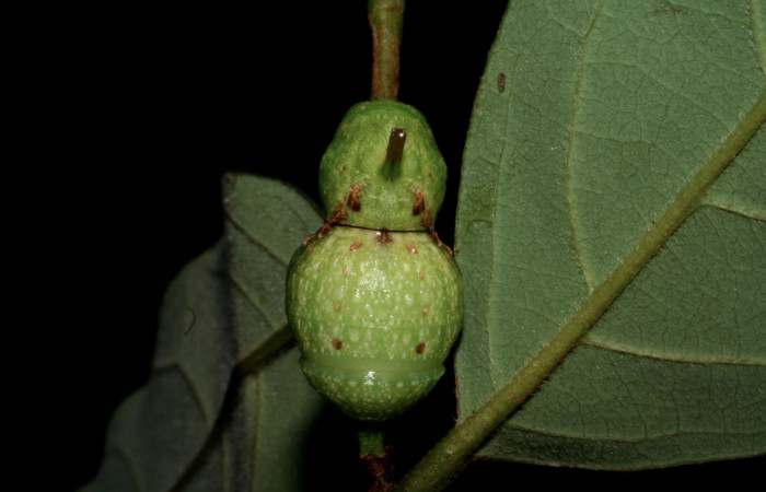 Figura 8. Pupa de <i>Mimoides clusoculis</i> (Papilionidae), vista dorsal, localidad Sendero Circular Sector Cacao ACG (1185m). Voucher: 05-SRNP-35243-DHJ406042.jpg.