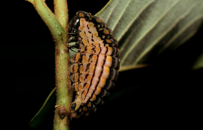 Figura 7. Prepupa de <i>Mimoides clusoculis</i> (Papilionidae), vista lateral, localidad Sendero Rótulo Sector Pitilla ACG (510m). Voucher: 06-SRNP-31652-DHJ412757.jpg.