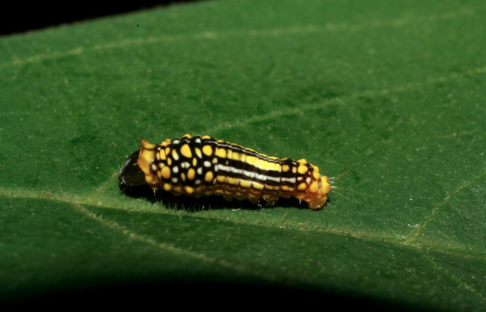 Figura 2. Larva <i>Mimoides clusoculis</i> (Papilionidae), tercer estadío (PPU) vista dorsal, localidad Sendero Nayo Sector Cacao ACG (1090m). Voucher: 06-SRNP-35141-DHJ413612.jpg.