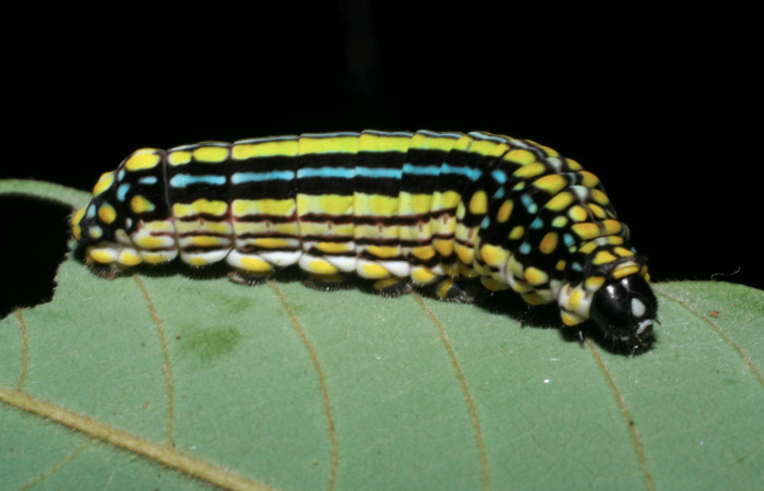 Figura 4. Larva <i>Mimoides clusoculis</i> (Papilionidae), último estadío (U) vista lateral, localidad Cerro Gongora Pelado Sector Mundo Nuevo ACG (740m). Voucher: 08-SRNP-56219-DHJ442718.jpg.