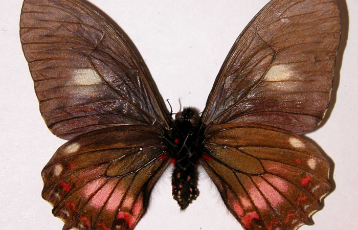 Figura 10. Adulto de <i>Mimoides clusoculis</i> (Papilionidae), hembra vista ventral, localidad Sendero Abajo Sector Cacao ACG (1020m). Voucher: 99-SRNP-17227-DHJ34395.jpg.