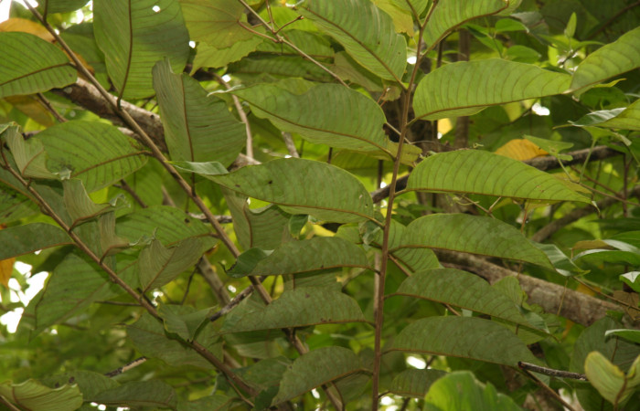 Figura 11. Planta hospedera de <i>Mimoides clusoculis</i> (Papilionidae), esta planta se llama <i>Rollinia membranacea</i> (Annonaceae), localidad Bullas Estación Biológica Quica Sector Pitilla ACG (440m).