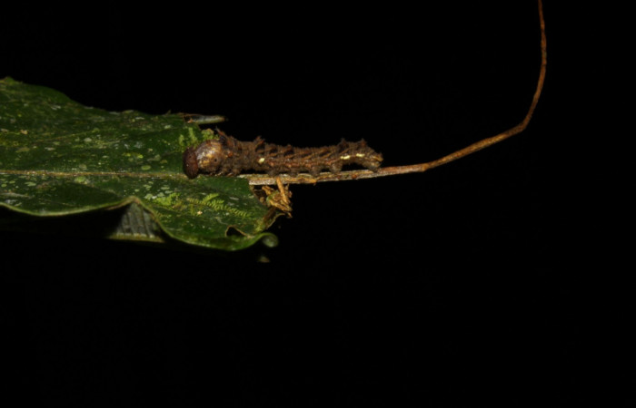 Fig. 2.  Larva de <i>Adelpha adstricta</i> tercer estadío, vista lateral. Voucher: 12-SRNP-31503-DHJ700008.jpg