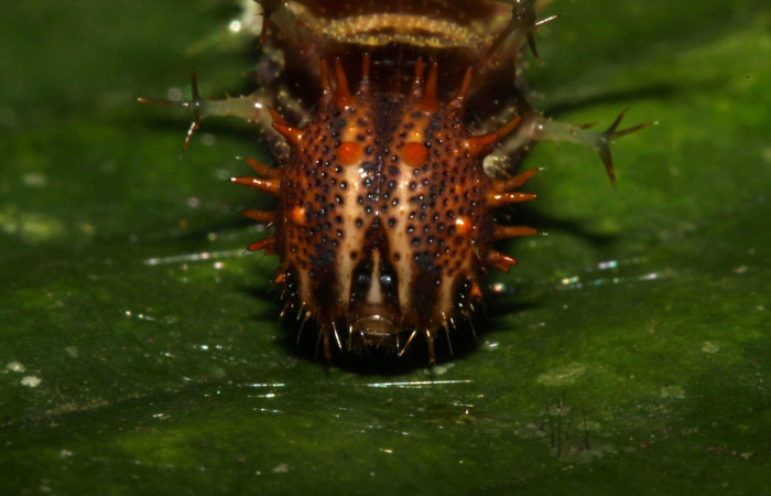 Fig. 4.  Larva de <i>Adelpha. adstricta</i>.  Vista frontal en último estadío.  Voucher: 12-SRNP-31503-DHJ700030.jpg.