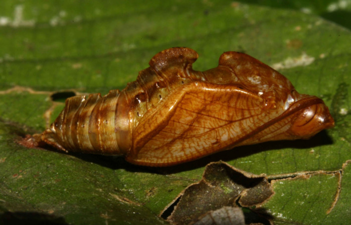Fig. 6  Pupa <i>Adelpha adstricta</i>. Vista lateral. Voucher12-SRNP-31503-DHJ700073.jpg 
