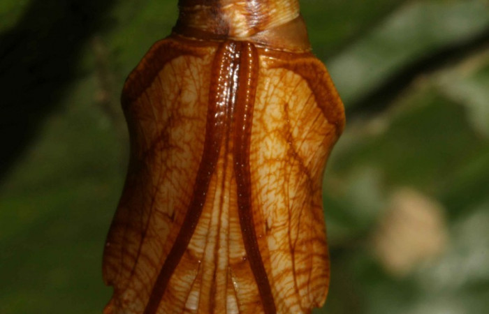 Fig. 7   Pupa de <i>Adelpha adstricta</i> Vista ventral.  Voucher 12-SRNP-31503-DHJ700076.jpg.