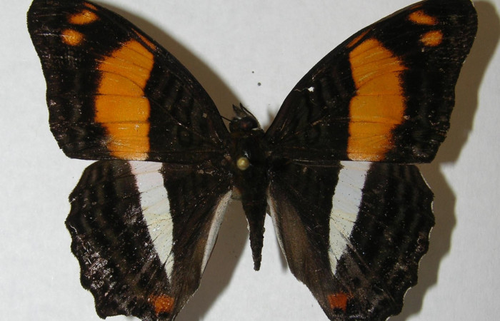 Fig. 9. Adulto <i>Adelpha adstricta</i>. Vista dorsal.  Voucher: 12-SRNP-31503-DHJ569262.jpg