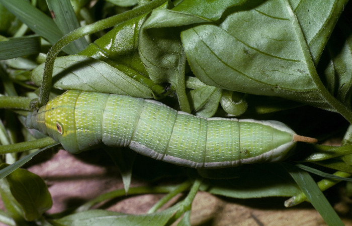 Figura 4. Larva <i>Xylophanes pluto</i> (Sphingidae), último estadío (U) vista dorsal, localidad Quebrada Cementerio, Sector San Cristóbal ACG (700m). Voucher: 02-SRNP-1569-DHJ87861.jpg.