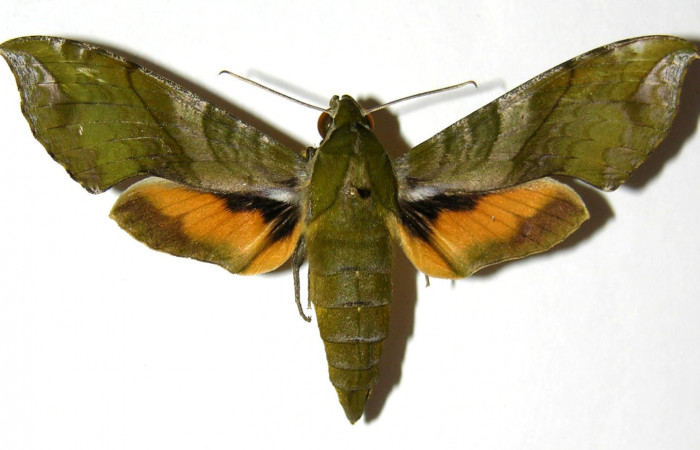 Figura 1. Adulto de <i>Xylophanes pluto</i> (Sphingidae), vista dorsal, localidad Quebrada Tibio Perla, Sector Mundo Nuevo ACG (330m). Voucher: 05-SRNP-66286-DHJ328032.jpg.