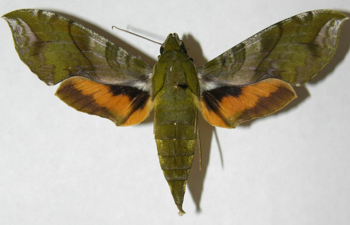 Figura 8. Adulto de <i>Xylophanes pluto</i> (Sphingidae), hembra vista dorsal, localidad Pasmompa, Sector Pitilla ACG (440m). Voucher: 06-SRNP-31054-DHJ347464.jpg.