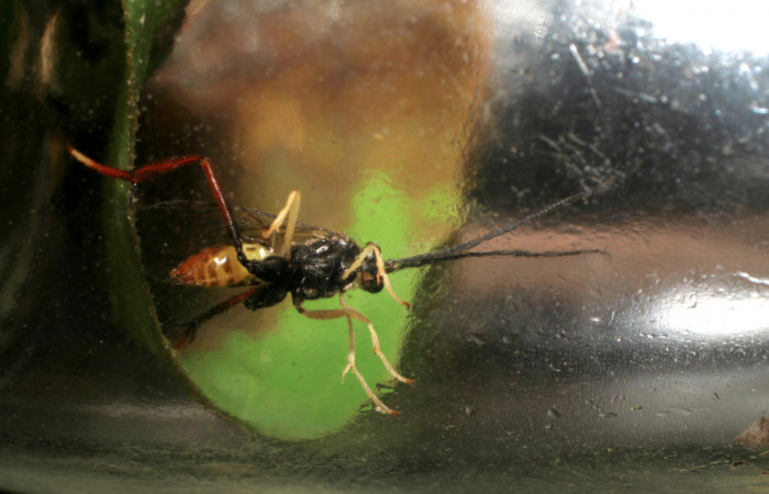 Figura 11. Adulto <i>Cryptophion</i> inaequalipesDHJ02 Ichneumonidae de <i>Xylophanes pluto</i> (Sphingidae), vista ventral, localidad Colocho, Sector Pitilla ACG (375m). Voucher: 07-SRNP-30493-DHJ418601.jpg.