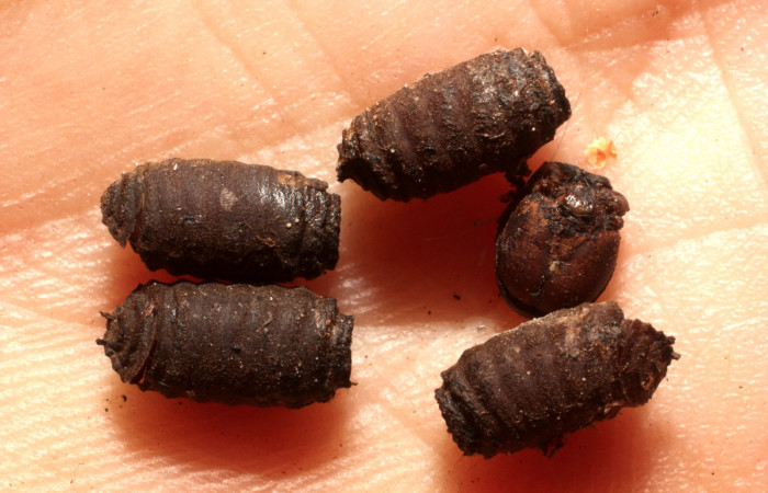 Figura 13. Restos de puparios de parásito <i>Drino</i> Wood06DHJ08 (Tachinidae) que ataca <i>Xylophanes pluto</i> (Sphingidae), localidad Casa Hacha Vieja, Sector El Hacha ACG (290m). Voucher: 14-SRNP-58148-DHJ804903.jpg.