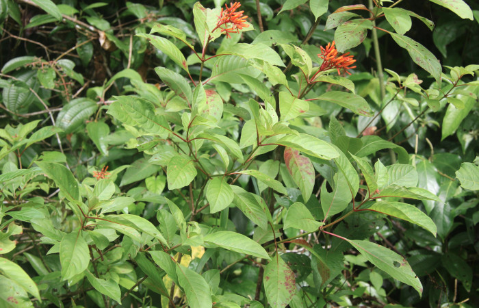 Figura 14. Planta hospedera de <i>Xylophanes pluto</i> (Sphingidae), esta planta se llama <i>Hamelia patens</i> (Rubiaceae), localidad Medrano, Estación Biológica Quica Sector Pitilla ACG (380m). Foto; Ricardo Calero 29 junio 2016.