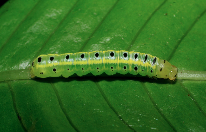 Figura 21. Larva <i>Argyrosticta eubotes</i> (Noctuidae), penúltimo estadío (PU) vista dorsal, localidad Sendero Huerta, Sector San Cristóbal ACG (527m). Voucher: 08-SRNP-5979-DHJ444959.jpg.