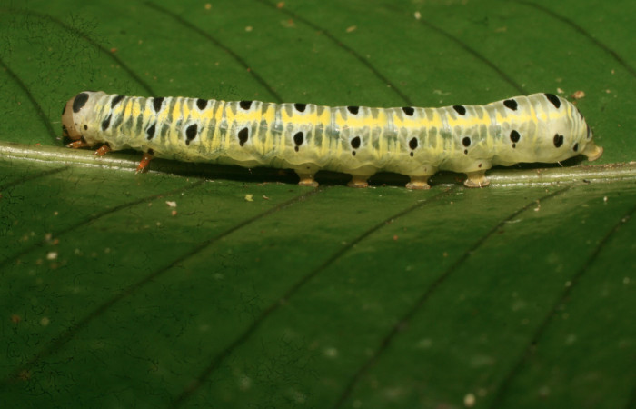 Figura 22. Larva <i>Argyrosticta eubotes</i> (Noctuidae), último estadío (U) vista lateral, localidad Coneja Estación Quica, Pitilla ACG (415m). Voucher: 10-SRNP-30387-DHJ467439.jpg.