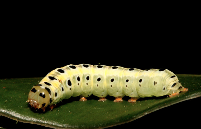 Figura 4. Larva <i>Argyrosticta bellinita</i> (Noctuidae), último estadío (U) vista lateral, localidad Estación Caribe, Sector Rincón Rain Forest ACG (415m). Voucher: 10-SRNP-44316-DHJ478619.jpg.