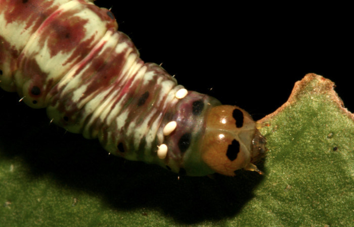 Figura 15. Larva <i>Argyrosticta bellinita</i> (Noctuidae), vista huevos de <i>Winthemia</i> Janzen34 (Tachinidae), localidad Estación Caribe, Sector Rincón Rain Forest ACG (415m). Voucher: 10-SRNP-44358-DHJ478641.jpg.