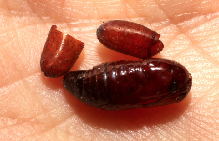 Figura 16. Restos de pupario de <i>Winthemia</i> Janzen34 (Tachinidae) que ataca <i>Argyrosticta bellinita</i> (Noctuidae), localidad Estación Caribe, Sector Rincón Rain Forest ACG (415m). Voucher: 10-SRNP-44358-DHJ496497.jpg.