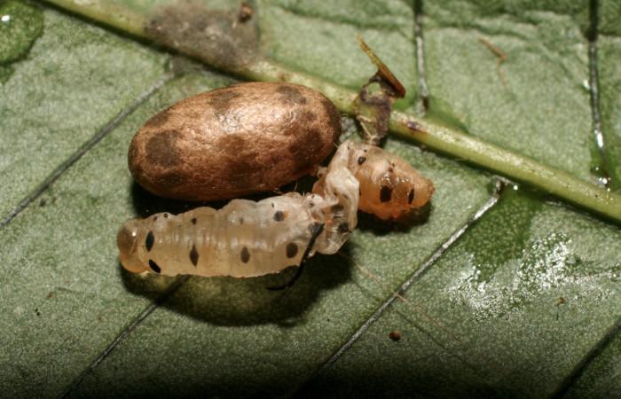 Figura 13. Capullo de <i>Charops</i> Janzen05 (Ichneumonidae) de <i>Argyrosticta bellinita</i> (Noctuidae), localidad Quebradona Estación Quica, Sector Pitilla ACG (475m). Voucher: 10-SRNP-70682-DHJ474589.jpg.