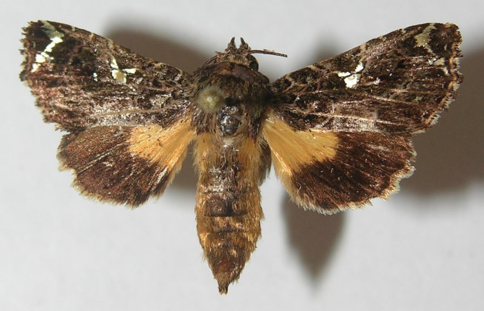 Figura 23. Adulto de <i>Argyrosticta eubotes</i> (Noctuidae), vista dorsal, localidad Coneja Estación Quica, Sector Pitilla ACG (415m). Voucher: 10-SRNP-71916-DHJ539212.jpg.