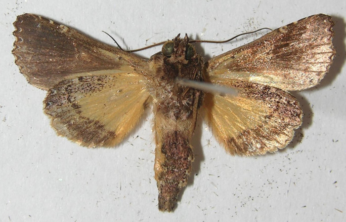 Figura 8. Adulto de <i>Argyrosticta bellinita</i> (Noctuidae), vista ventral, localidad Quebradona Estación Quica, Sector Pitilla ACG (475m). Voucher: 10-SRNP-71950-DHJ539209.jpg.