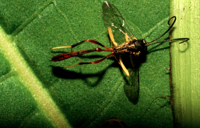 Figura 14. Adulto de <i>Charops</i> Janzen05 (Ichneumonidae) que ataca <i>Argyrosticta bellinita</i> (Noctuidae), vista ventral, localidad Calma Estación Quica, Sector Pitilla ACG (412m). Voucher: 10-SRNP-73111-DHJ479655.jpg.