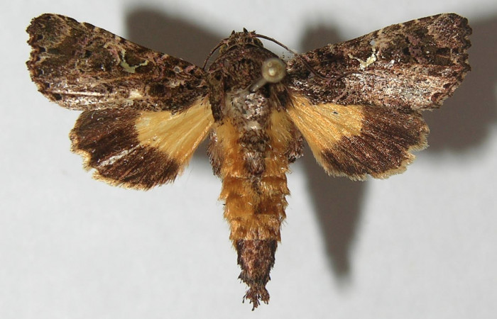 Figura 1. Adulto de <i>Argyrosticta bellinita</i> (Noctuidae), vista dorsal, localidad San Lucas, Sector Rincón Rain Forest ACG (320m). Voucher: 11-SRNP-42195-DHJ547892.jpg.