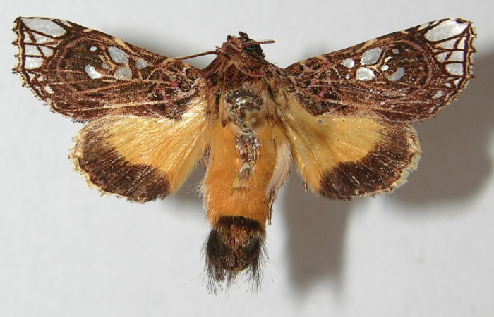 Figura 31. Adulto de <i>Argyrosticta</i> ditissimaPoole02 (Noctuidae), vista dorsal, localidad Estación Estación Quica, Sector Pitilla ACG (470m). Voucher: 11-SRNP-70536-DHJ545008.jpg.