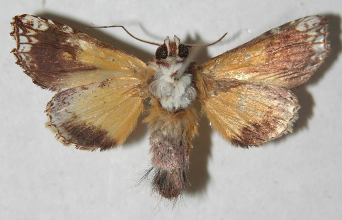 Figura 32. Adulto de <i>Argyrosticta</i> ditissimaPoole02 (Noctuidae), vista lateral, localidad Estación Quica, Sector Pitilla ACG (470m). Voucher: 13-SRNP-71837-DHJ597283.jpg.